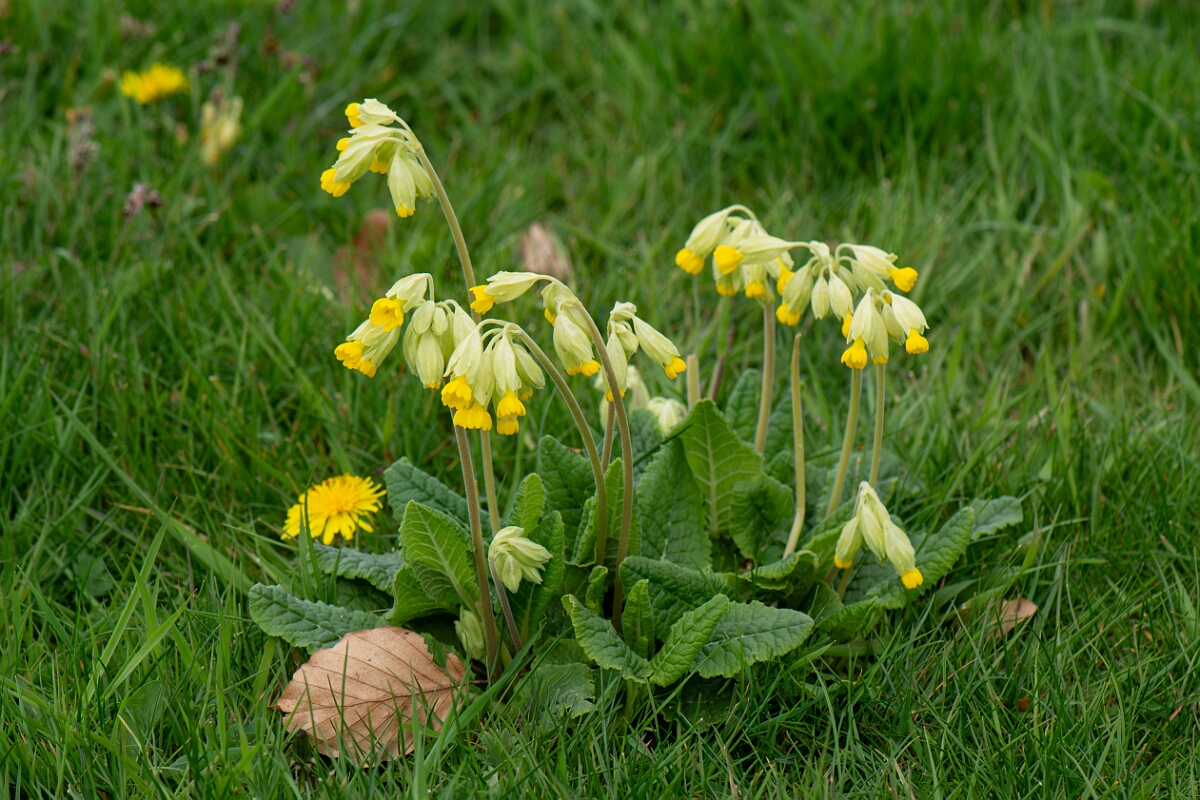 David Plant Photography - Wildlife Photography - Cowslip - J.jpg - Cowslip, plant - Gloucestershire