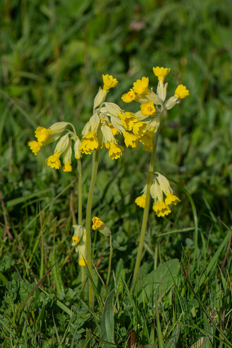 David Plant Photography - Wildlife Photography - Cowslip - K.jpg - Cowslip, plant - Somerset