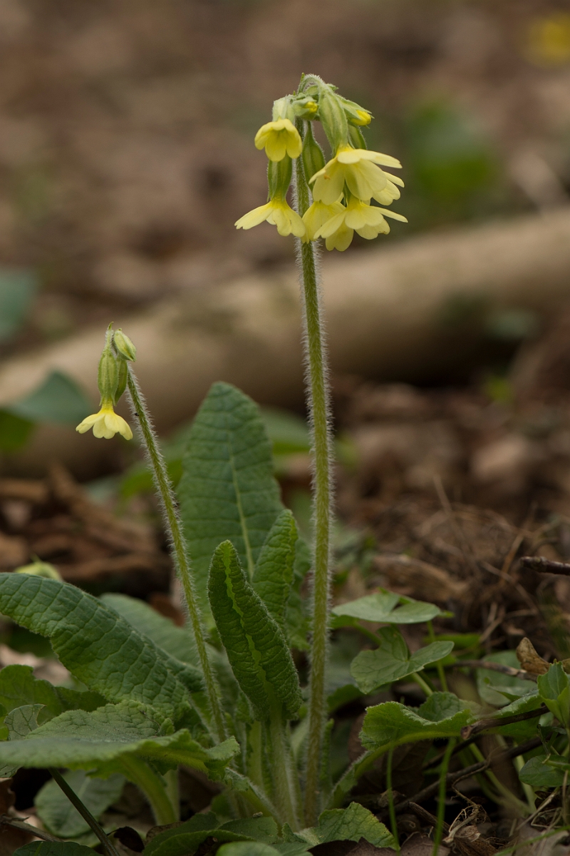 David Plant Photography - Wildlife Photography - Oxlip plant - G.jpg - Oxlip plant - Cambridgeshire