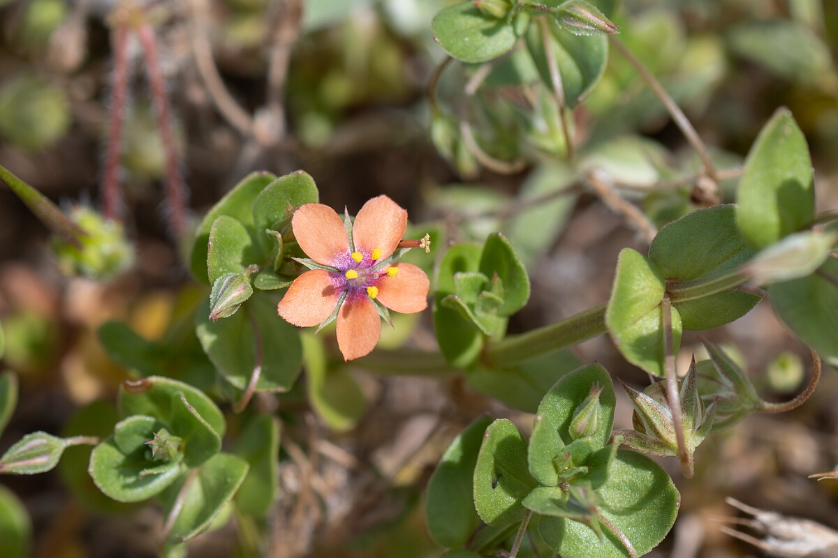 David Plant Photography - Wildlife Photography - Scarlet pimpernel - C.jpg - Scarlet pimpernel, Lysimachia arvensis, flower - North Somerset