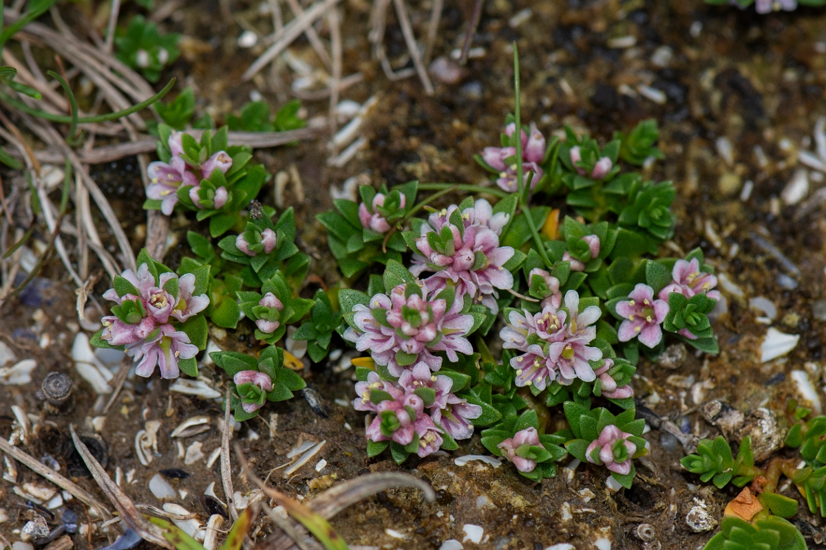 David Plant Photography - Wildlife Photography - Sea milkwort - B.JPG - Sea milkwort - Dumfries and Galloway
