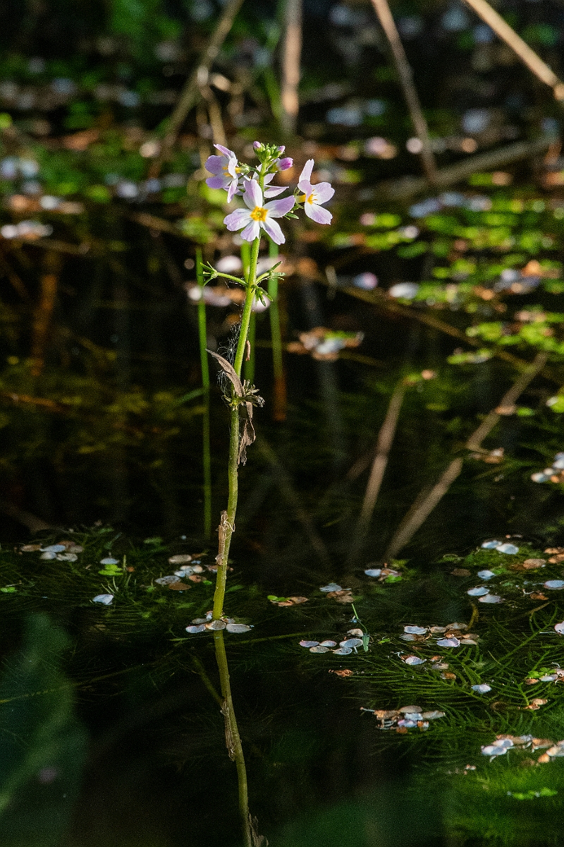 David Plant Photography - Wildlife Photography - Water-violet - D.JPG - Water-violet - Cambridgeshire