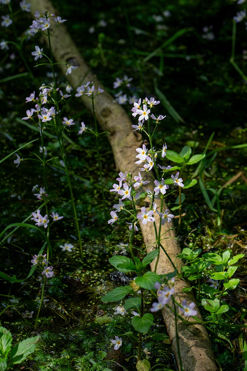 David Plant Photography - Wildlife Photography - Water-violet - E.jpg - Water-violet - Norfolk