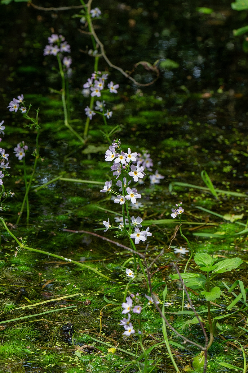 David Plant Photography - Wildlife Photography - Water-violet - G.jpg - Water-violet - Norfolk