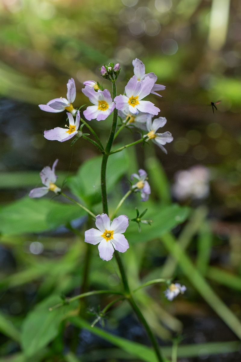 David Plant Photography - Wildlife Photography - Water-violet - f.jpg - Water-violet - Norfolk
