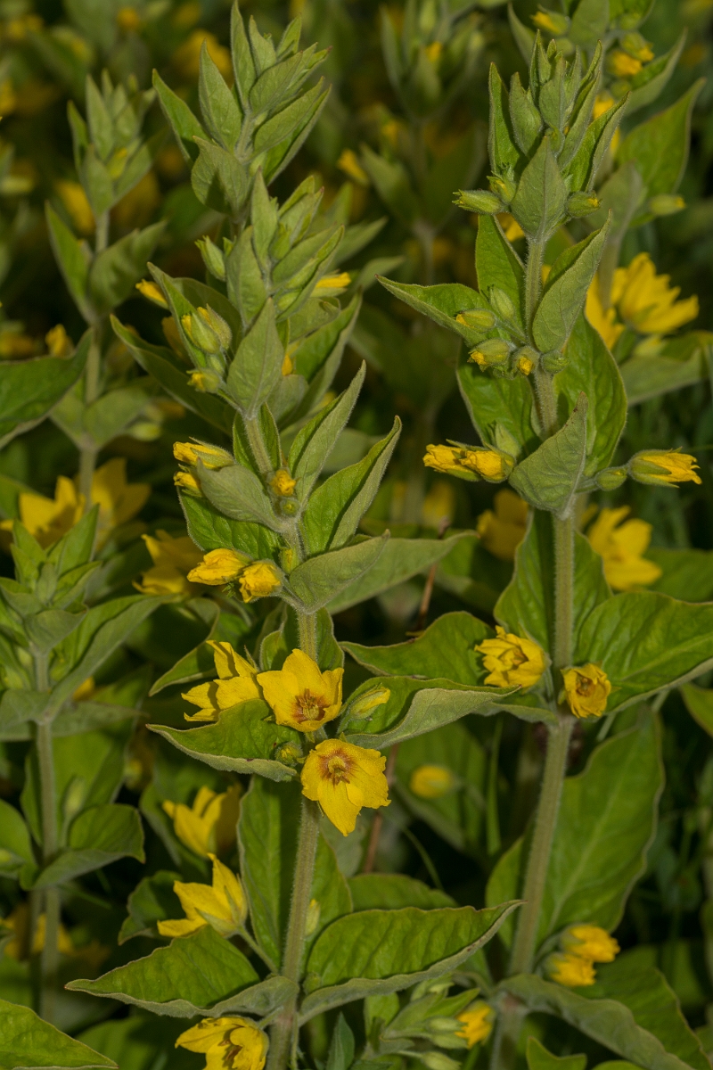 David Plant Photography - Wildlife Photography - Yellow loosestrife - A.jpg - Yellow loosestrife - Caithness