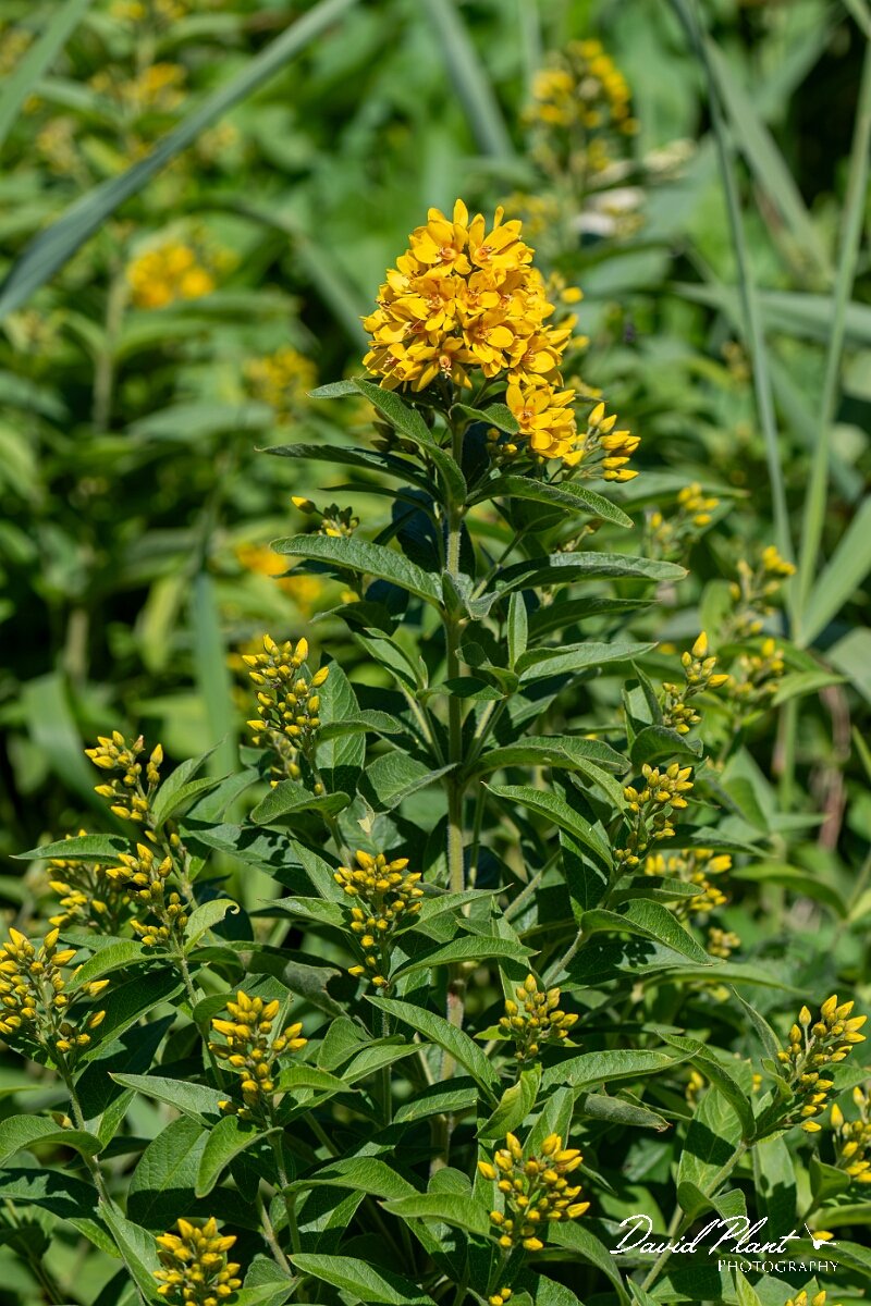 David Plant Photography - Wildlife Photography - Yellow loosestrife - D.jpg - Yellow loosestrife, Lysimachia vulgaris - North Somerset