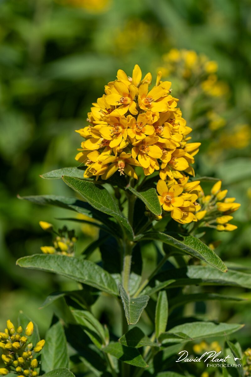 David Plant Photography - Wildlife Photography - Yellow loosestrife - E.jpg - Yellow loosestrife, Lysimachia vulgaris - North Somerset