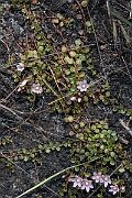 David Plant Photography - Wildlife Photography - Bog pimpernel - C