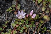 David Plant Photography - Wildlife Photography - Bog pimpernel - D