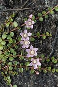 David Plant Photography - Wildlife Photography - Bog pimpernel - E
