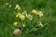 David Plant Photography - Wildlife Photography - Cowslip - J