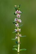 David Plant Photography - Wildlife Photography - Sea milkwort - D