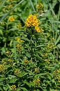 David Plant Photography - Wildlife Photography - Yellow loosestrife - D