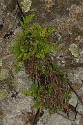 David Plant Photography - Wildlife Photography - Parsley fern - F