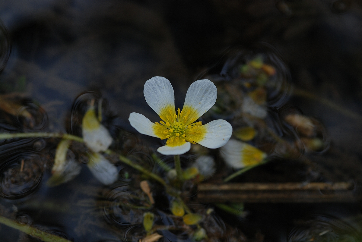 David Plant Photography - Wildlife Photographer - Chalkstream water-crowfoot.JPG - Chalkstream water-crowfoot - Gloucestershire