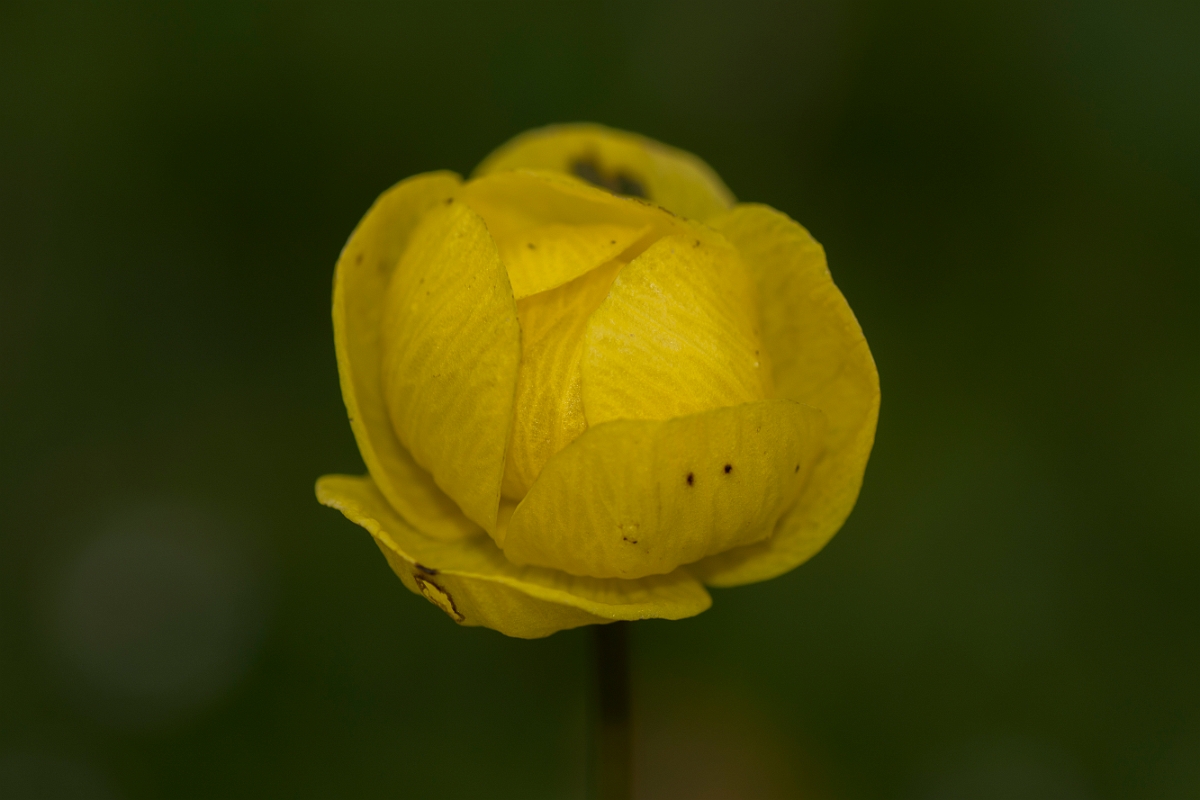 David Plant Photography - Wildlife Photographer - Globeflower - A.jpg - Globeflower - Caithness