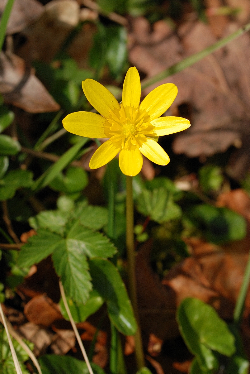 David Plant Photography - Wildlife Photographer - Lesser celindine - B.jpg - Lesser celandine - Gloucestershire