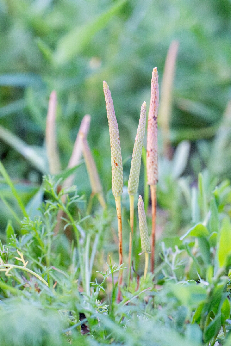 David Plant Photography - Wildlife Photographer - Mousetail - C.jpg - Mousetail, Myosurus minimus, plant - Norfolk