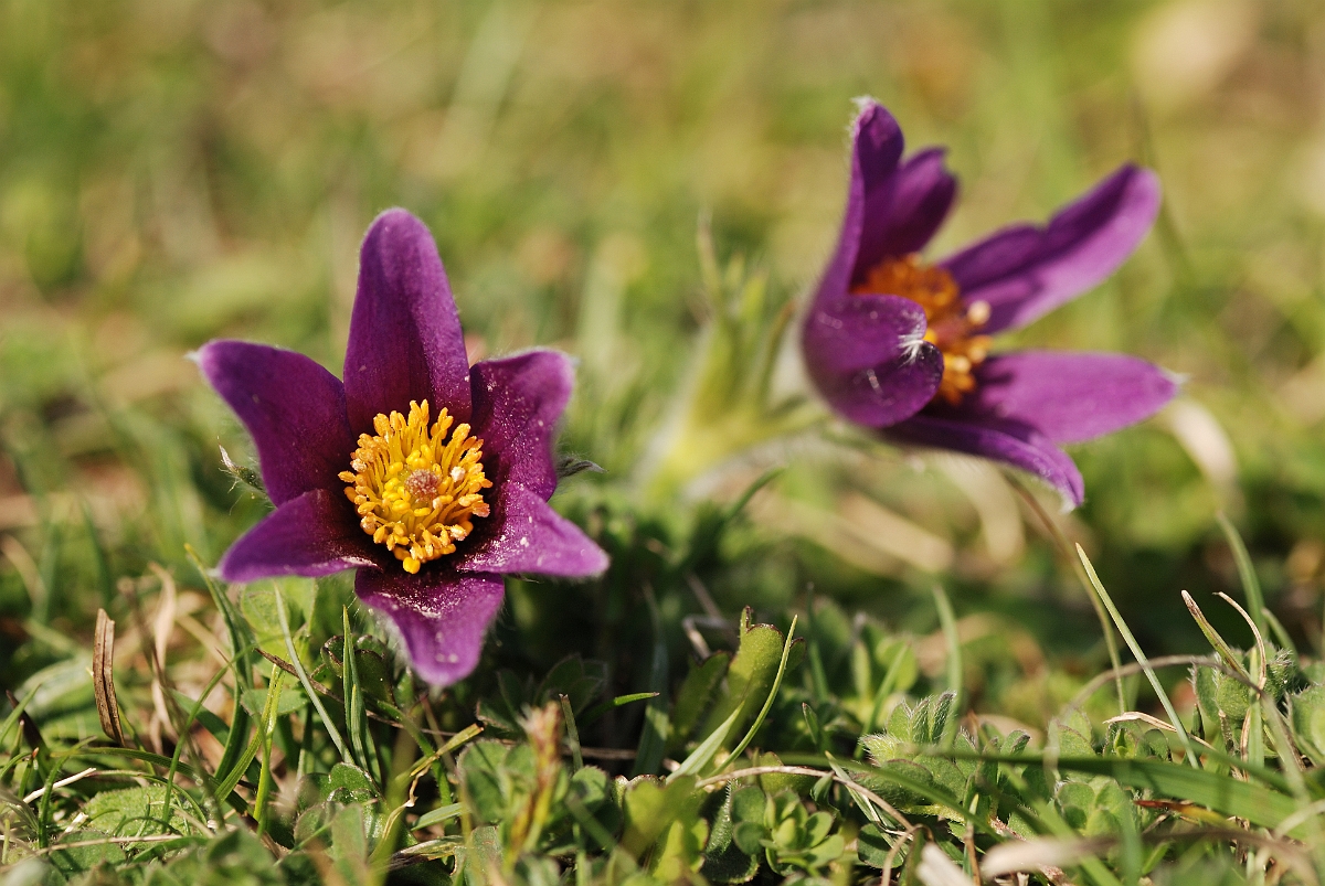 David Plant Photography - Wildlife Photographer - Pasque flower - F.jpg - Pasqueflower - Bedfordshire