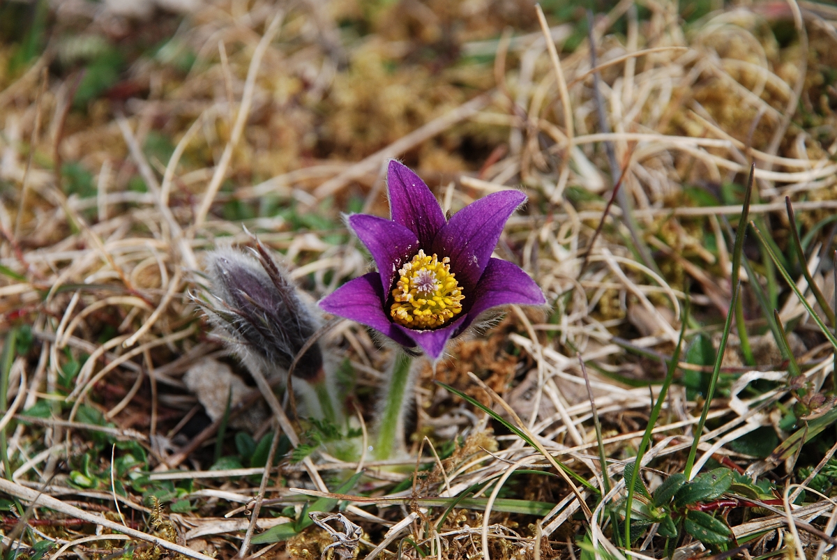 David Plant Photography - Wildlife Photographer - Pasqueflower close-up - A.JPG - Pasqueflower close-up - Gloucestershire