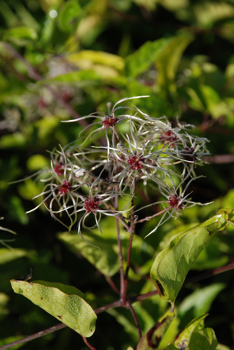 David Plant Photography - Wildlife Photographer - Wild clematis fruit - A.JPG - Wild clematis in fruit - Bedfordshire