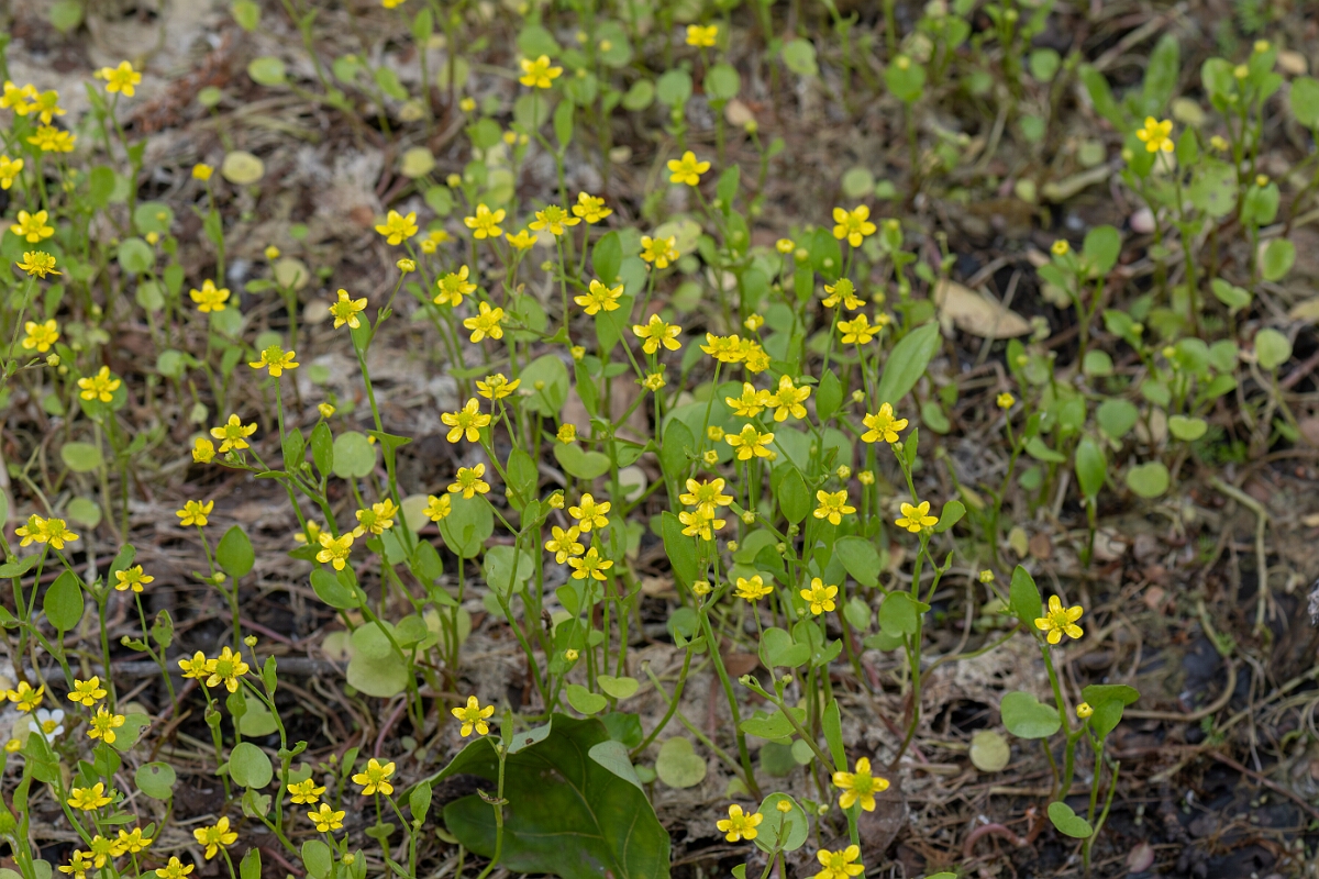 David Plant Photography - Wildlife Photography - Adders tongue spearwort - B.jpg - Adder’s Tongue Spearwort, Ranunculus ophioglossifolius - Gloucestershire