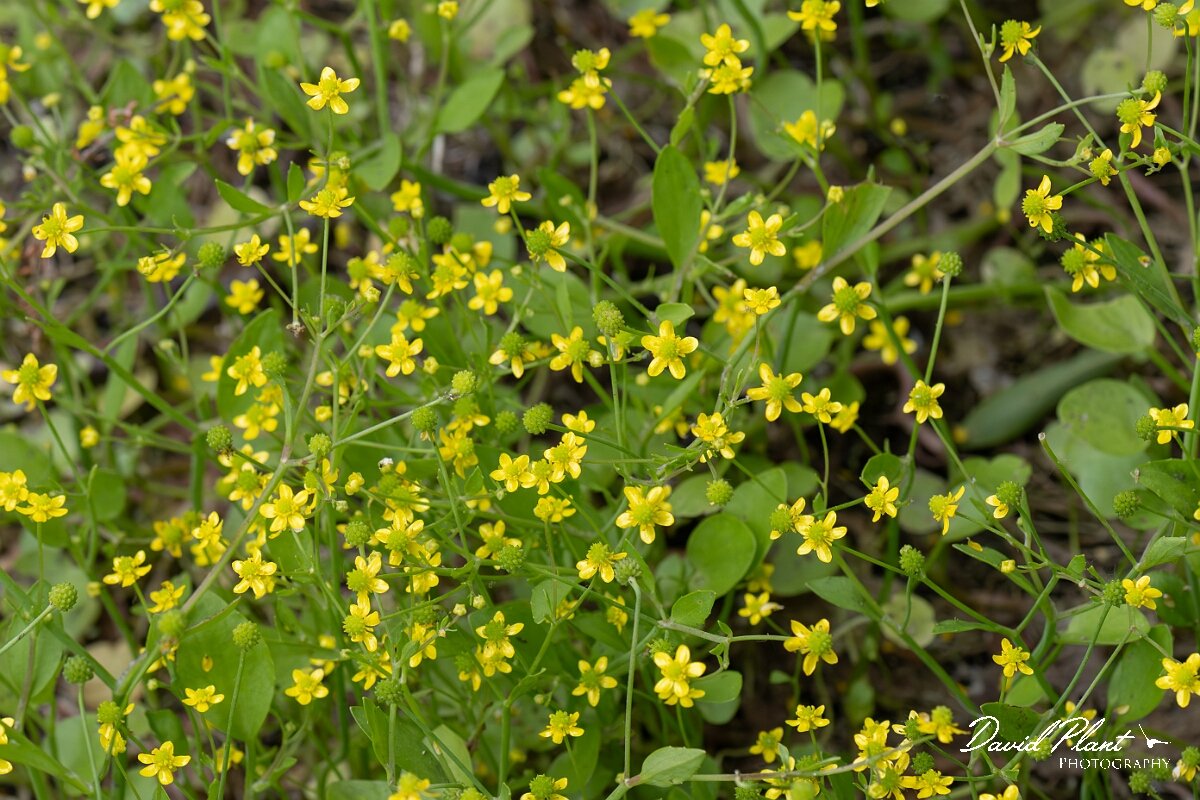 David Plant Photography - Wildlife Photography - Adders tongue spearwort - C.jpg - Adder’s Tongue Spearwort, Ranunculus ophioglossifolius - Gloucestershire