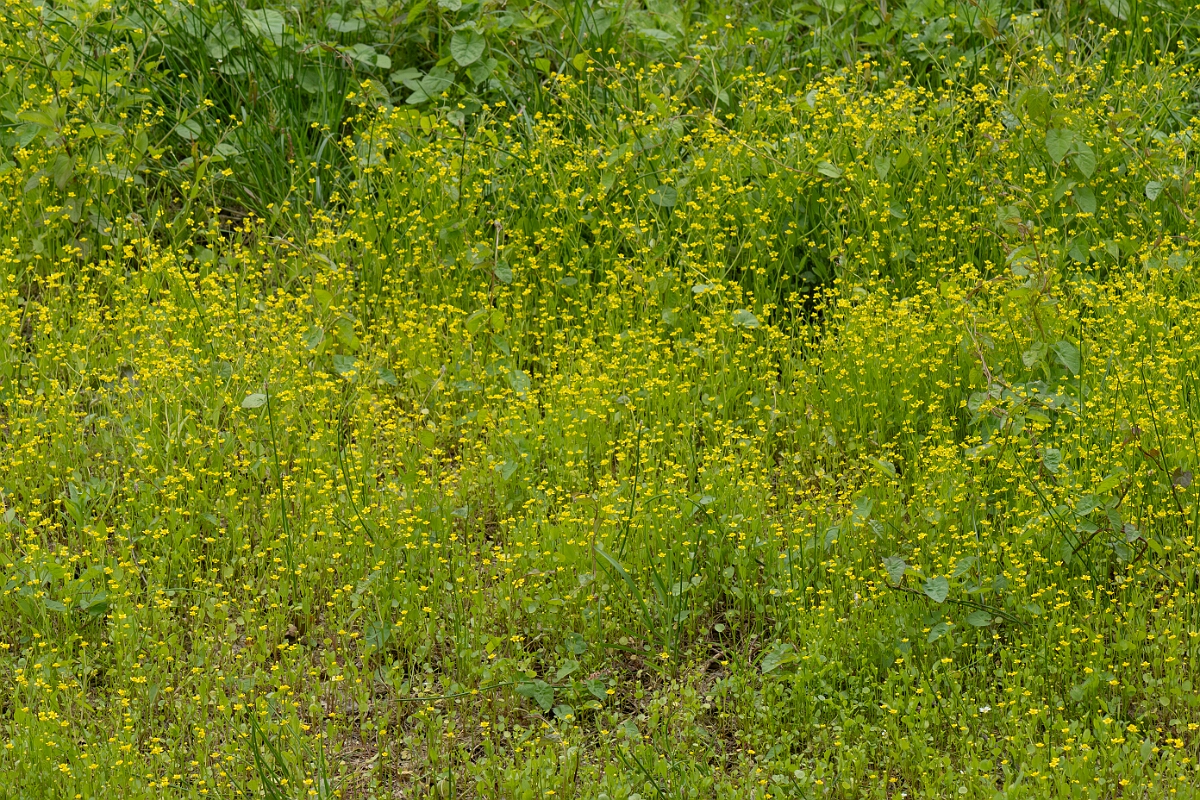 David Plant Photography - Wildlife Photography - Adders tongue spearwort - D.jpg - Adder’s Tongue Spearwort, Ranunculus ophioglossifolius - Gloucestershire