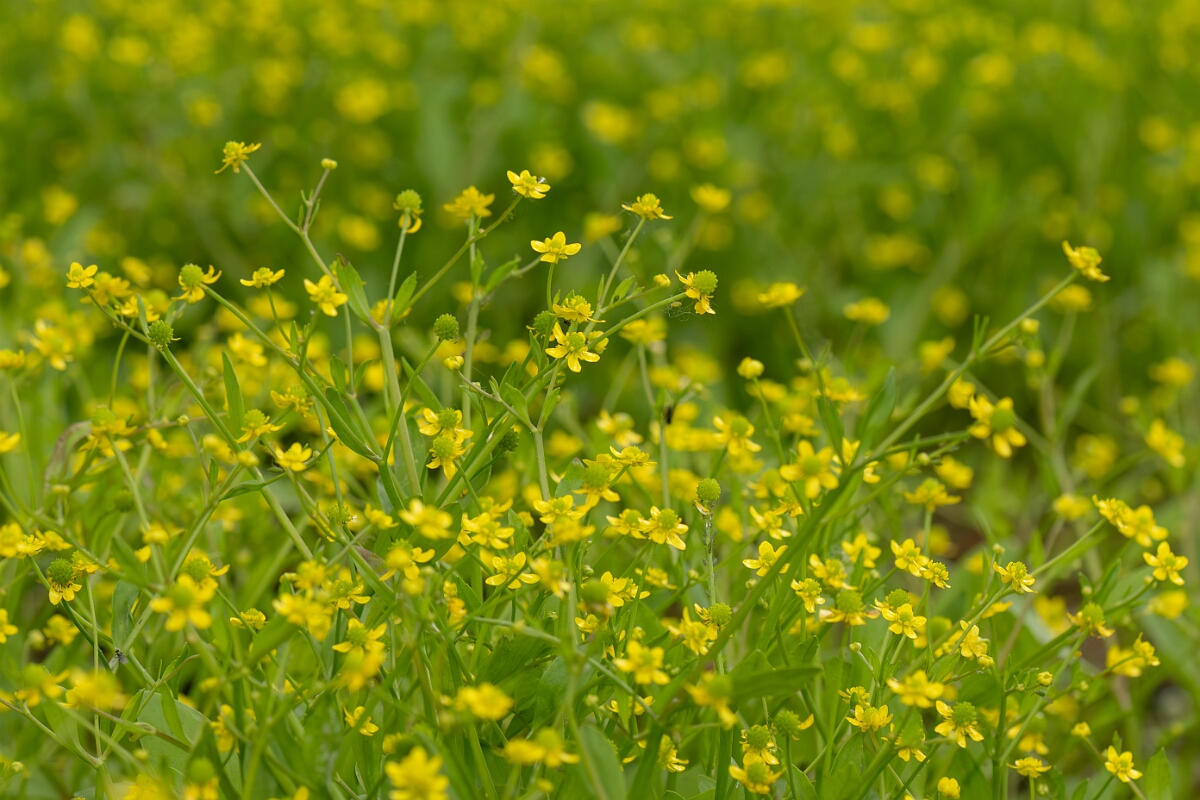 David Plant Photography - Wildlife Photography - Adders tongue spearwort - E.jpg - Adder’s Tongue Spearwort, Ranunculus ophioglossifolius - Gloucestershire