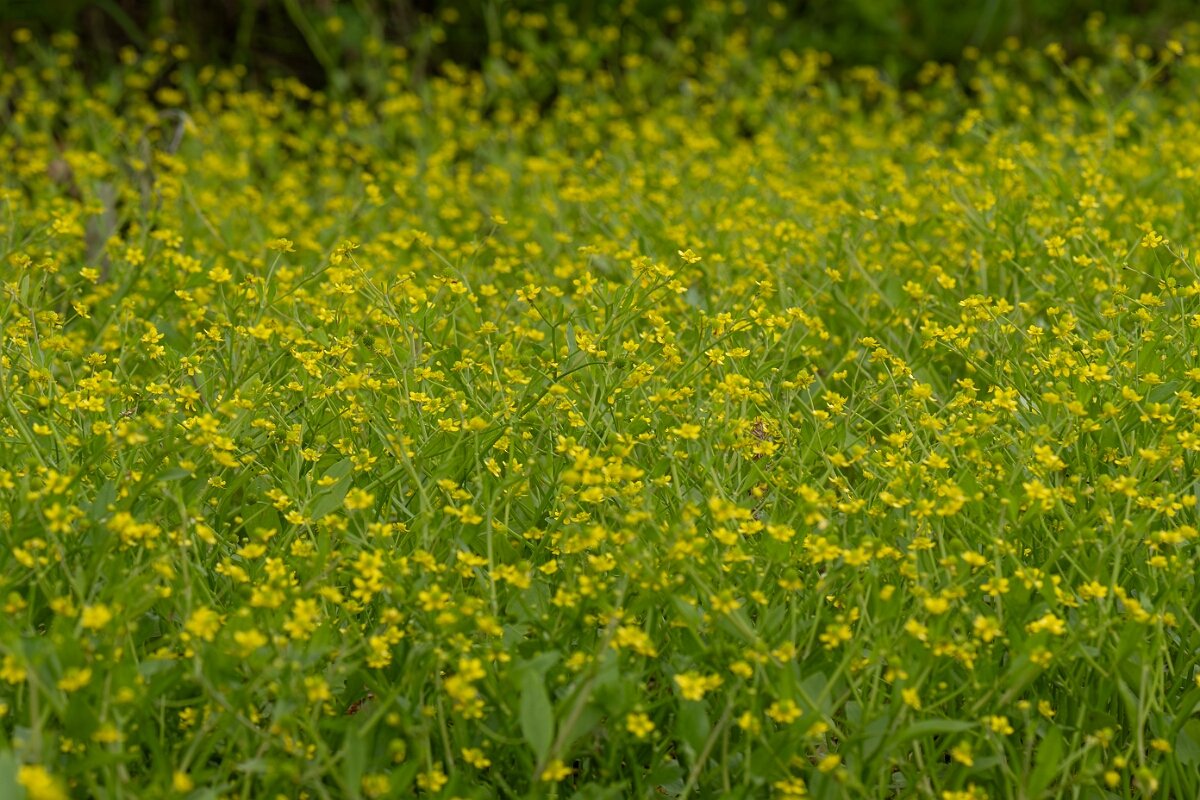 David Plant Photography - Wildlife Photography - Adders tongue spearwort - F.jpg - Adder’s Tongue Spearwort, Ranunculus ophioglossifolius - Gloucestershire