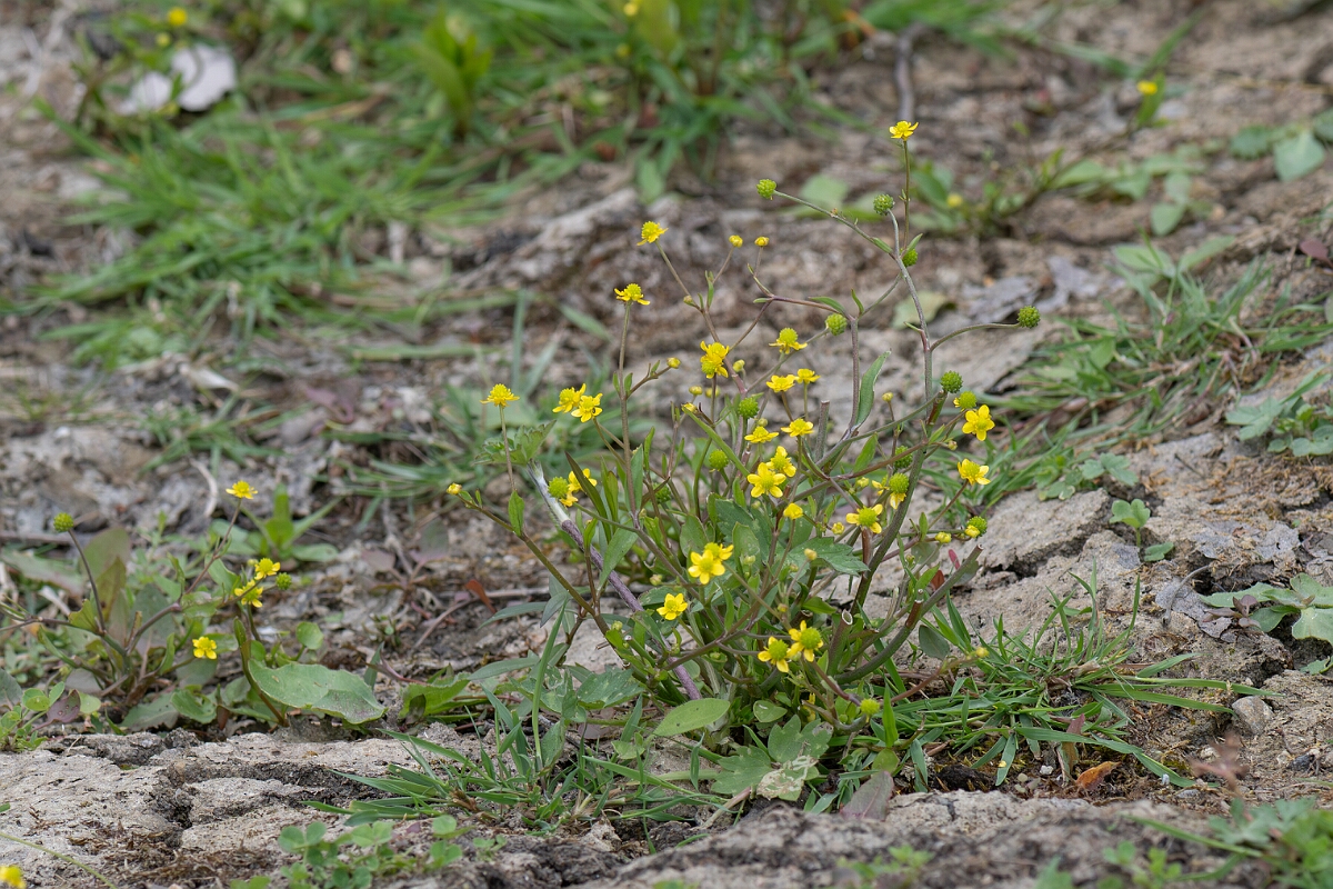David Plant Photography - Wildlife Photography - Adders tongue spearwort - G.jpg - Adder’s Tongue Spearwort, Ranunculus ophioglossifolius - Gloucestershire