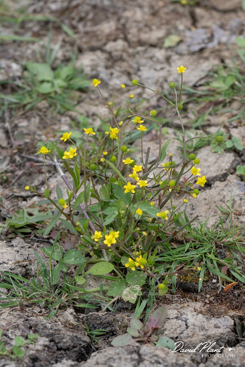 David Plant Photography - Wildlife Photography - Adders tongue spearwort - H.jpg - Adder’s Tongue Spearwort, Ranunculus ophioglossifolius - Gloucestershire