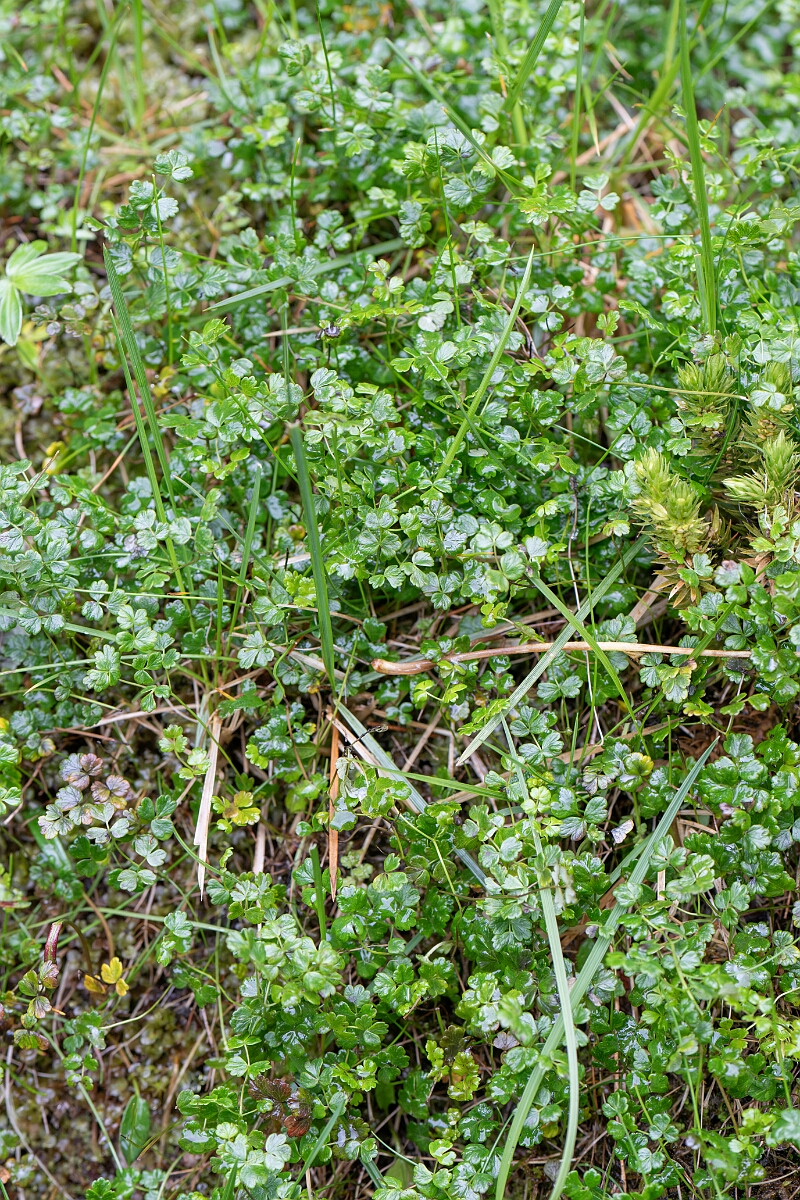 David Plant Photography - Wildlife Photography - Alpine meadow-rue - D.jpg - Alpine meadow-rue - Perthshire