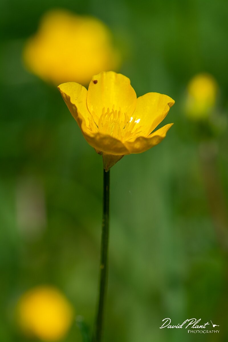 David Plant Photography - Wildlife Photography - Bulbous buttercup - D.jpg - Bulbous buttercup, flower - Gloucestershire