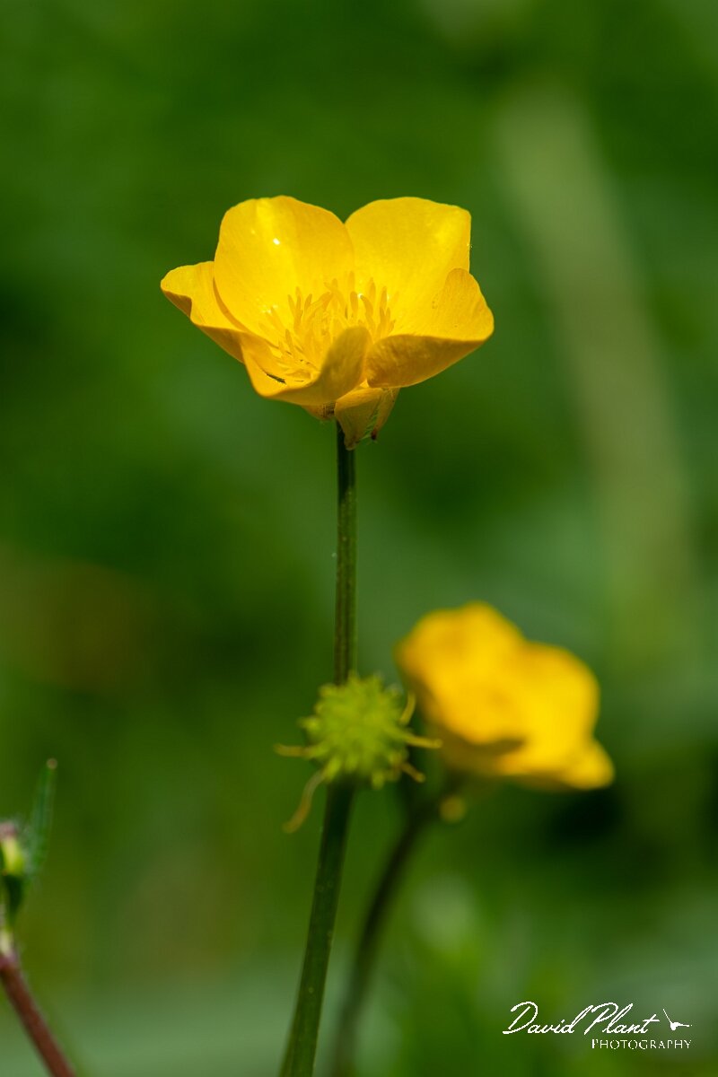 David Plant Photography - Wildlife Photography - Bulbous buttercup - E.jpg - Bulbous buttercup, flower - Gloucestershire