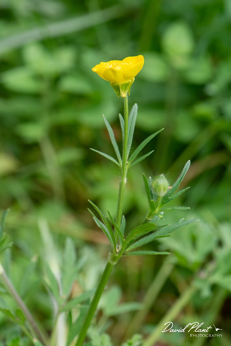 David Plant Photography - Wildlife Photography - Bulbous buttercup - G.jpg - Bulbous buttercup, flower - Gloucestershire