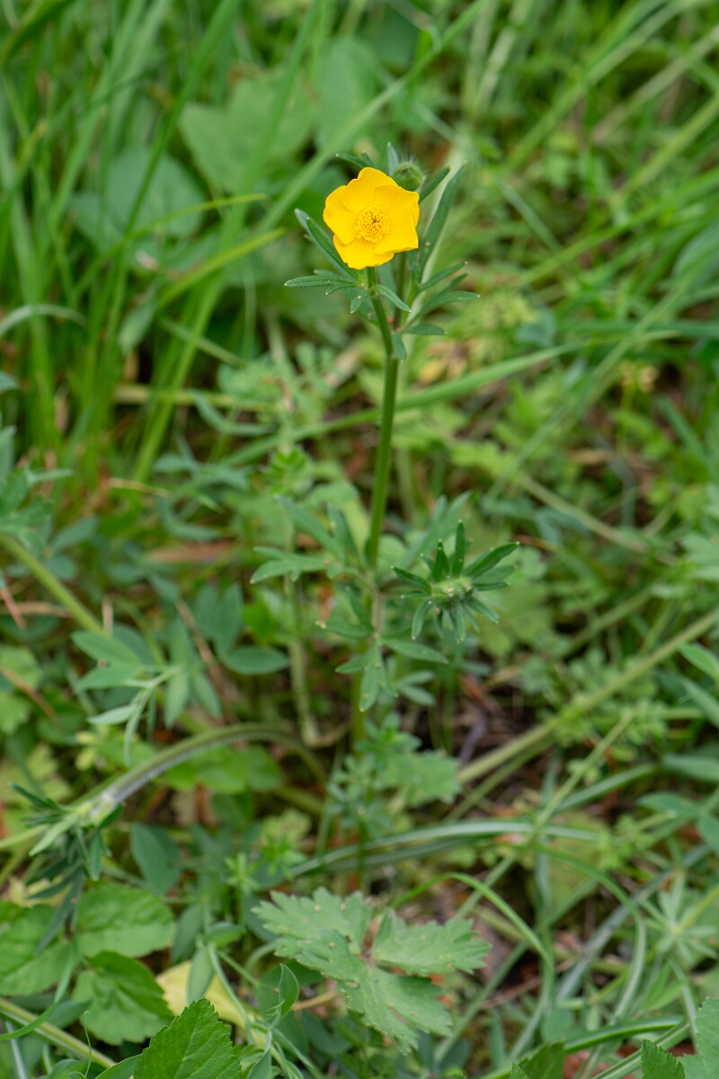 David Plant Photography - Wildlife Photography - Bulbous buttercup - H.jpg - Bulbous buttercup, plant - Gloucestershire