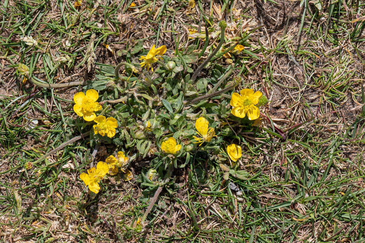 David Plant Photography - Wildlife Photography - Bulbous buttercup - I.jpg - Bulbous buttercup, Ranunculus bulbosus, plant - North Somerset