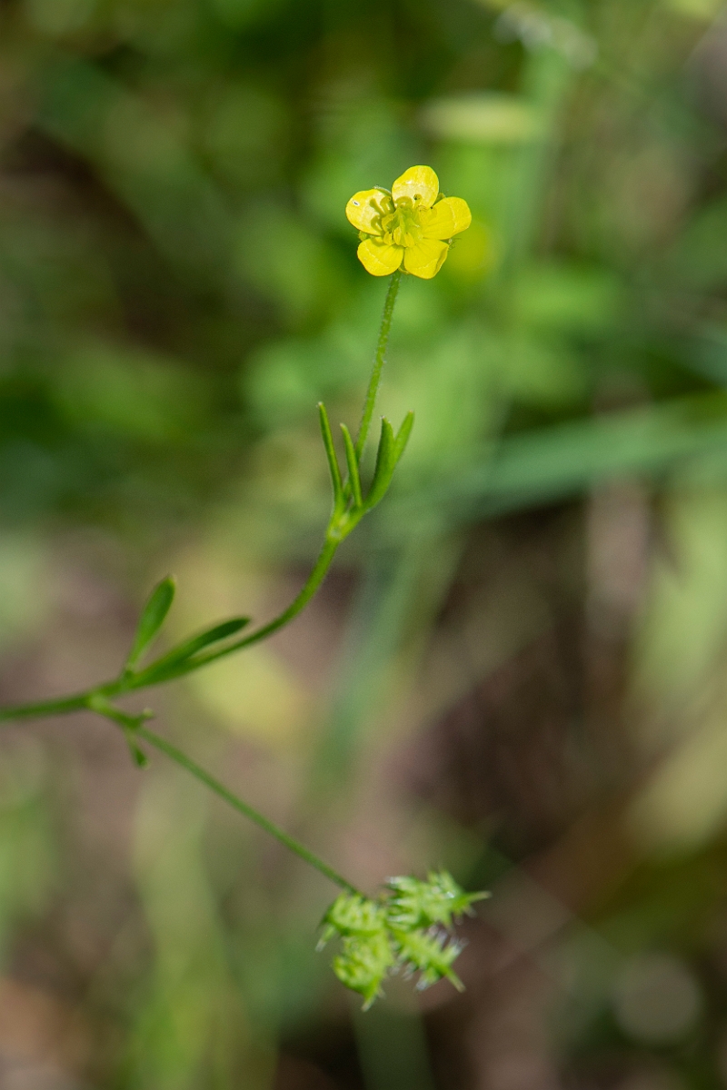 David Plant Photography - Wildlife Photography - Corn buttercup - B.JPG - Corn buttercup - Somerset
