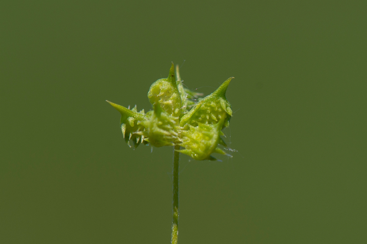 David Plant Photography - Wildlife Photography - Corn buttercup - C.JPG - Corn buttercup - Somerset