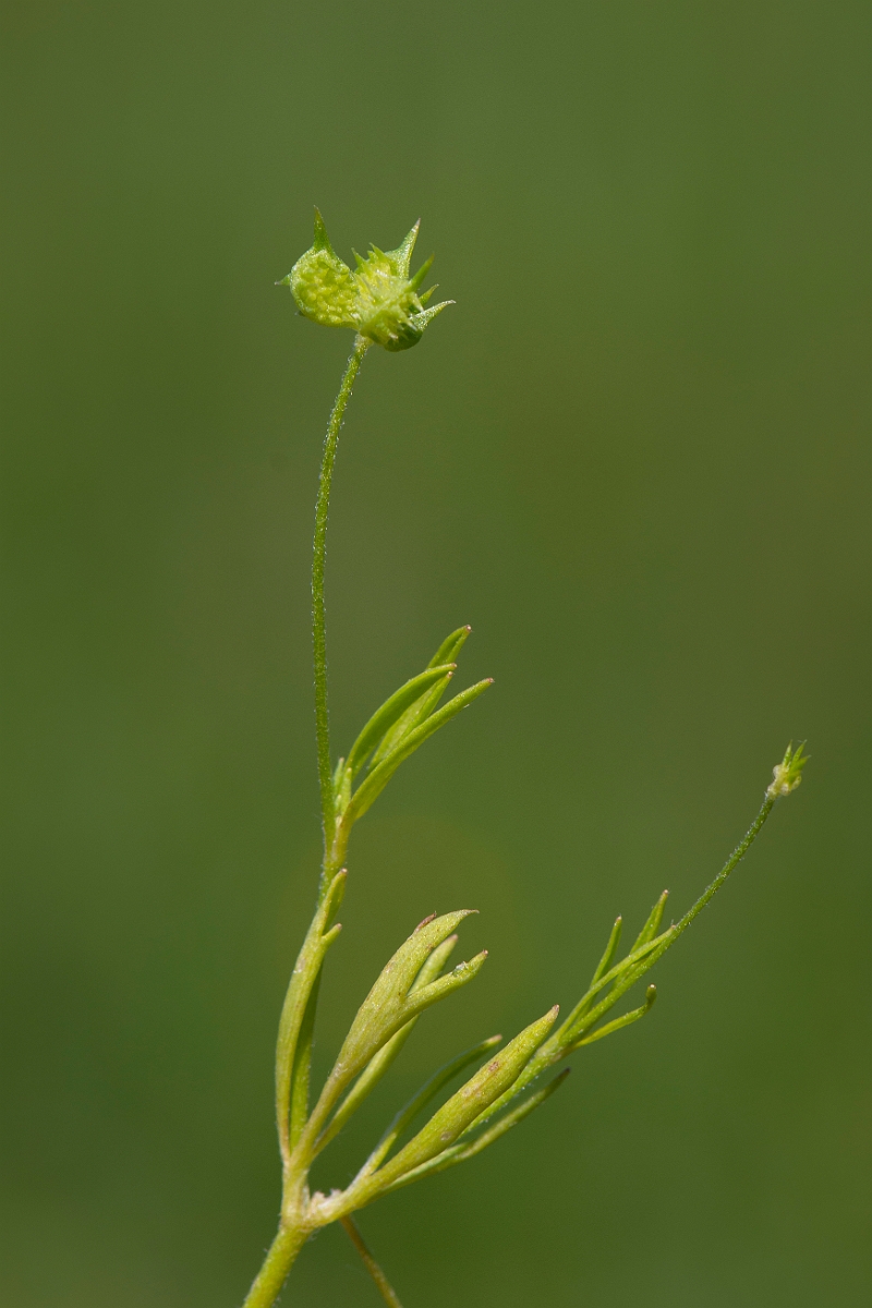 David Plant Photography - Wildlife Photography - Corn buttercup - D.JPG - Corn buttercup - Somerset