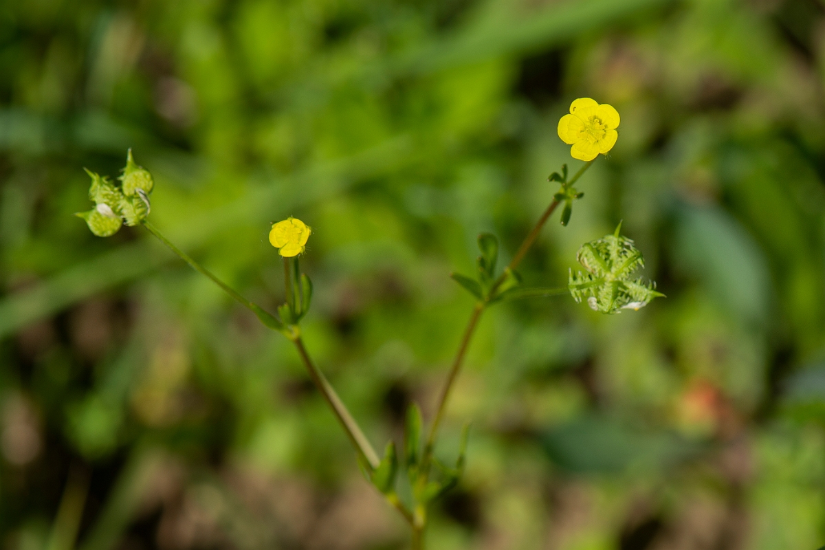 David Plant Photography - Wildlife Photography - Corn buttercup - E.JPG - Corn buttercup - Somerset