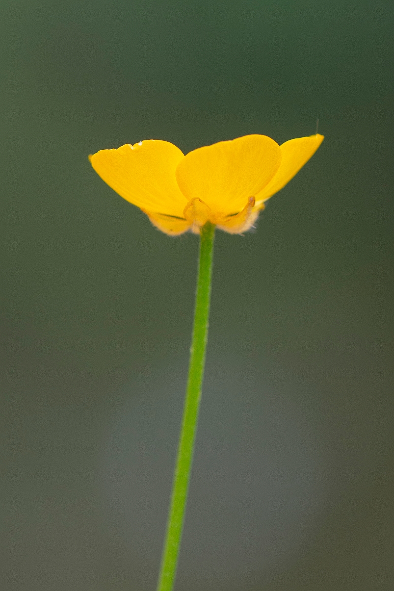 David Plant Photography - Wildlife Photography - Creeping buttercup - C.JPG - Creeping buttercup flower - Cambridgeshire