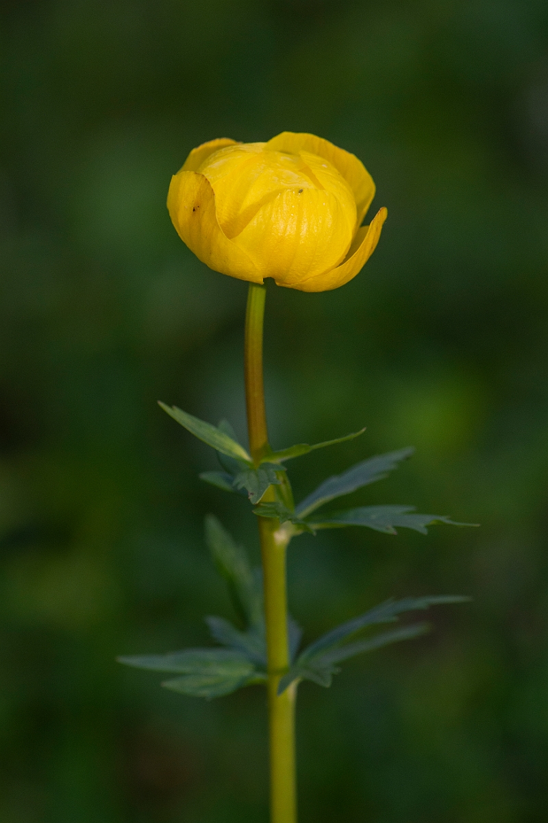 David Plant Photography - Wildlife Photography - Globeflower - E.JPG - Globeflower, flower - Perthshire