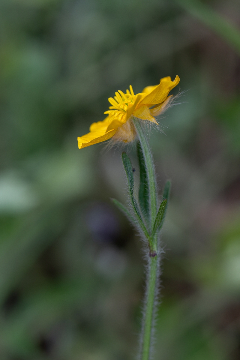 David Plant Photography - Wildlife Photography - Hairy buttercup - A.jpg - Hairy buttercup - Suffolk
