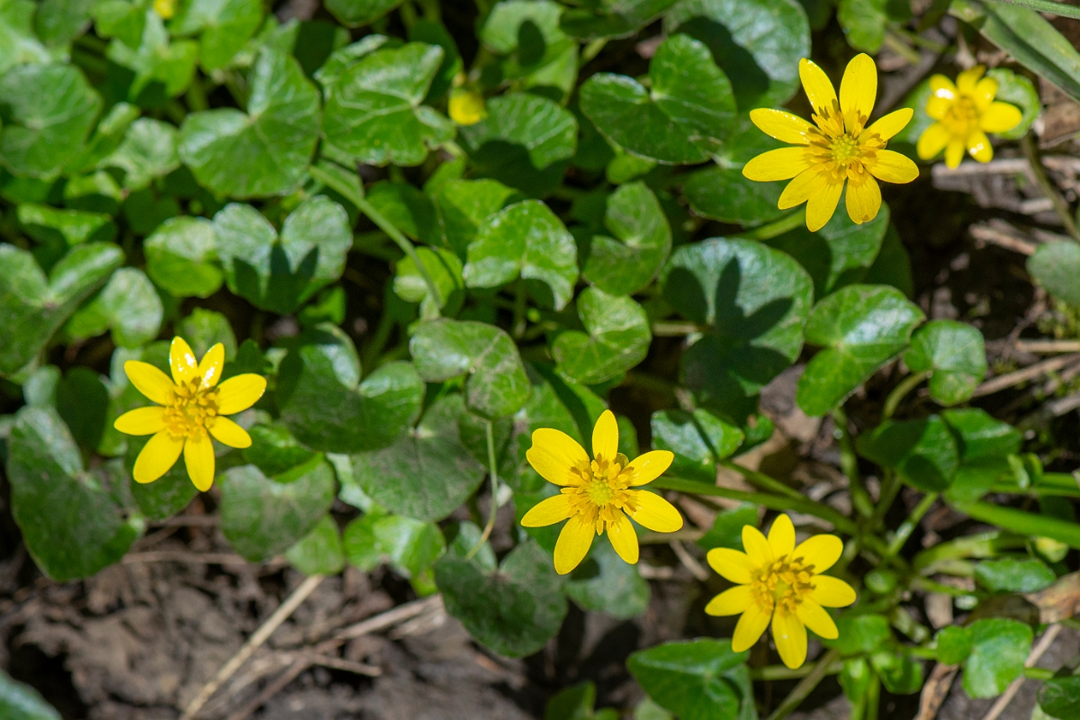 David Plant Photography - Wildlife Photography - Lesser celindine - D.JPG - Lesser celandine - Cambridgeshire