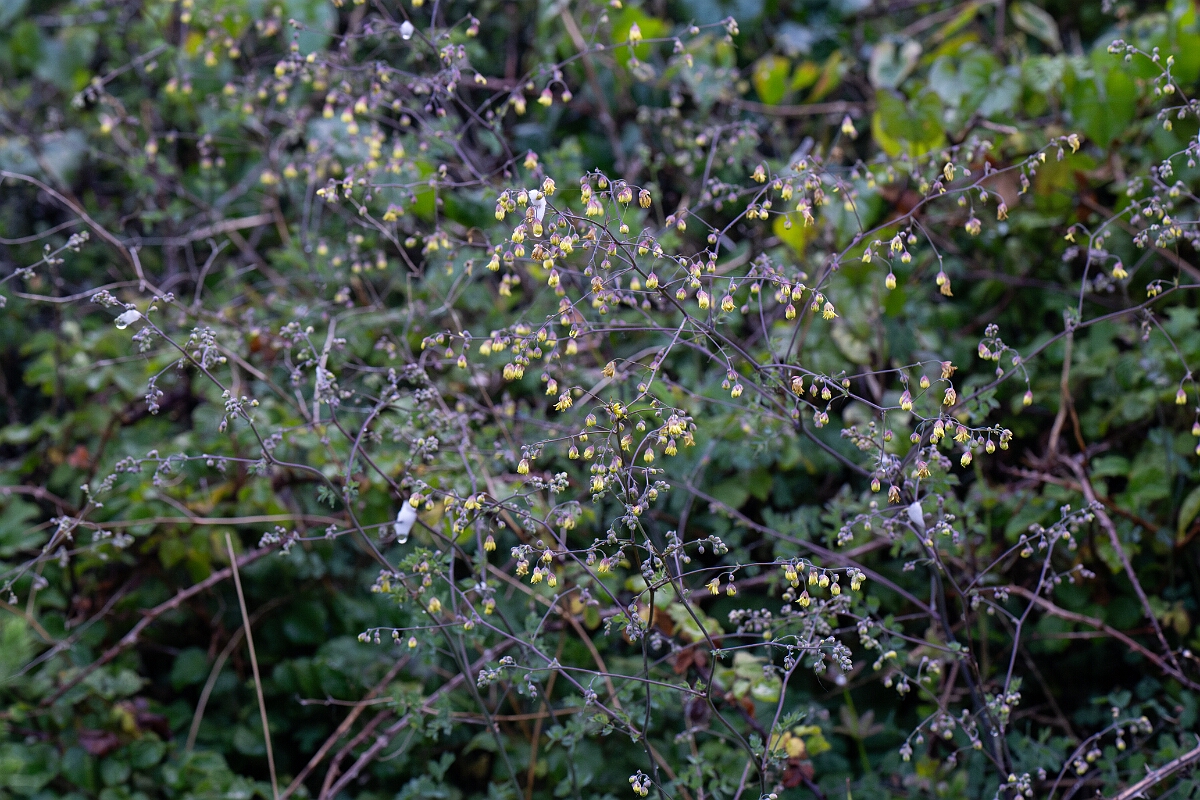 David Plant Photography - Wildlife Photography - Lesser meadow-rue - D.jpg - Lesser meadow-rue - Cornwall