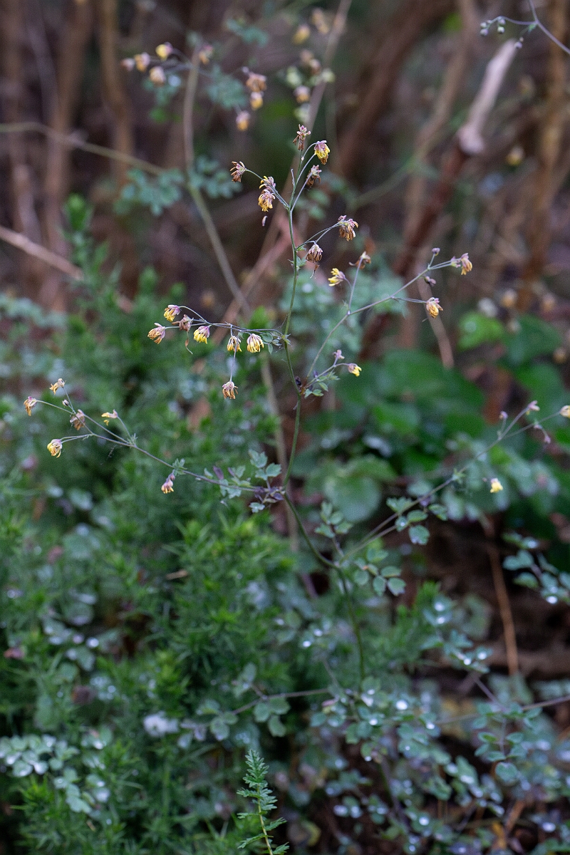 David Plant Photography - Wildlife Photography - Lesser meadow-rue - F.jpg - Lesser meadow-rue - Cornwall