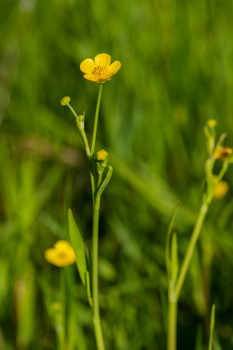 David Plant Photography - Wildlife Photography - Lesser spearwort - C.JPG - Lesser spearwort - Cambridgeshire